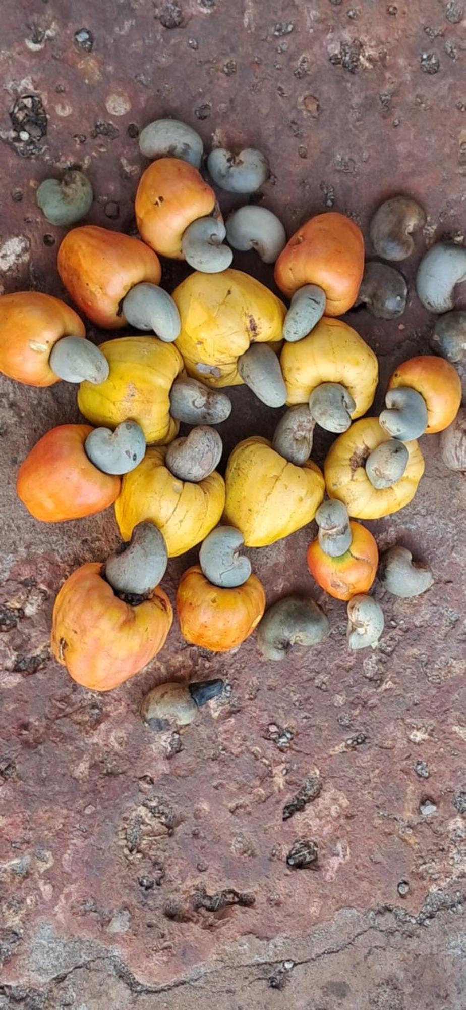 Arpita Farmstay Mālvan المظهر الخارجي الصورة