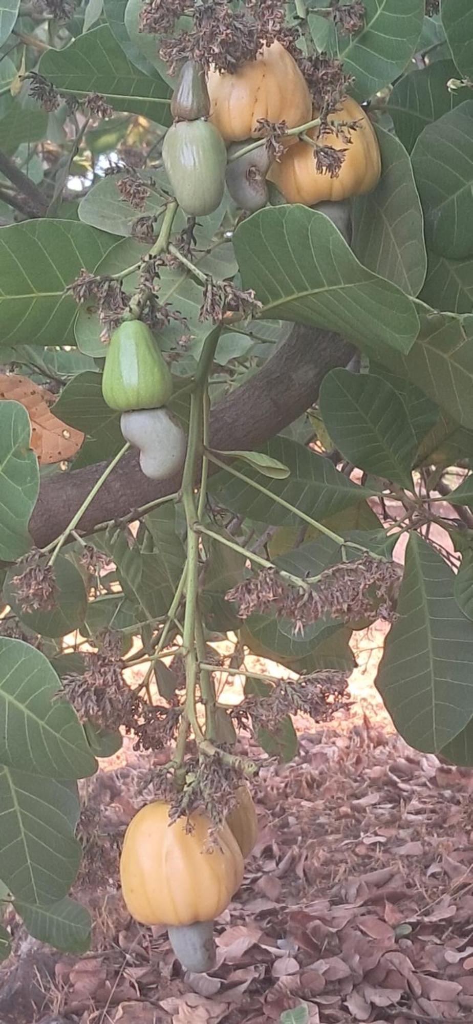 Arpita Farmstay Mālvan المظهر الخارجي الصورة
